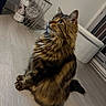 Roméo a rejoint le concours — aidez-le/la à gagner de superbes lots ! cat, tabby, fluffy, long_hair, fur, whiskers, green_eyes, ears, sitting, indoors, home, floor, wood_floor, laundry_basket, scratching_post, pet, animal, portrait, cozy, looking_up