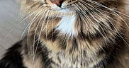 Roméo a rejoint le concours — aidez-le/la à gagner de superbes lots ! cat, tabby, fluffy, long_hair, green_eyes, whiskers, portrait, close_up, animal, pet, feline, brown_fur, striped_fur, white_chest, sitting, indoors, floor, head, ears, eyes