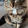 cat, tabby, fluffy, long_hair, green_eyes, whiskers, portrait, close_up, animal, pet, feline, brown_fur, striped_fur, white_chest, sitting, indoors, floor, head, ears, eyes