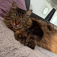 Roméo a rejoint le concours — aidez-le/la à gagner de superbes lots ! cat, fluffy_cat, long_hair, brown_fur, tabby, pet, animal, tongue_out, green_eyes, whiskers, lying_down, relaxed, cozy, blanket, pillow, indoor, home, furniture, portrait, cute