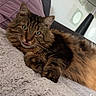 cat, fluffy_cat, long_hair, brown_fur, tabby, pet, animal, tongue_out, green_eyes, whiskers, lying_down, relaxed, cozy, blanket, pillow, indoor, home, furniture, portrait, cute