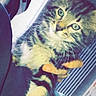 Roméo a rejoint le concours — aidez-le/la à gagner de superbes lots ! cat, kitten, tabby, fluffy, fur, whiskers, green_eyes, animal, pet, portrait, close_up, being_held, paws, indoors, window, blinds, radiator, clothing, vertical_photo, cute