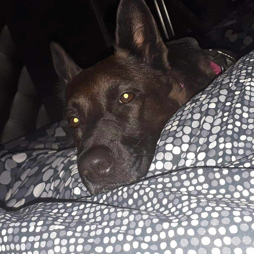 Misha