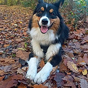 Aya a rejoint le concours — aidez-le/la à gagner de superbes lots ! dog, autumn, leaves, forest, outdoor, nature, tricolor, happy, canine, fur, tongue, trees, smiling, paw, fall, woodland, animal, pet, playful, season