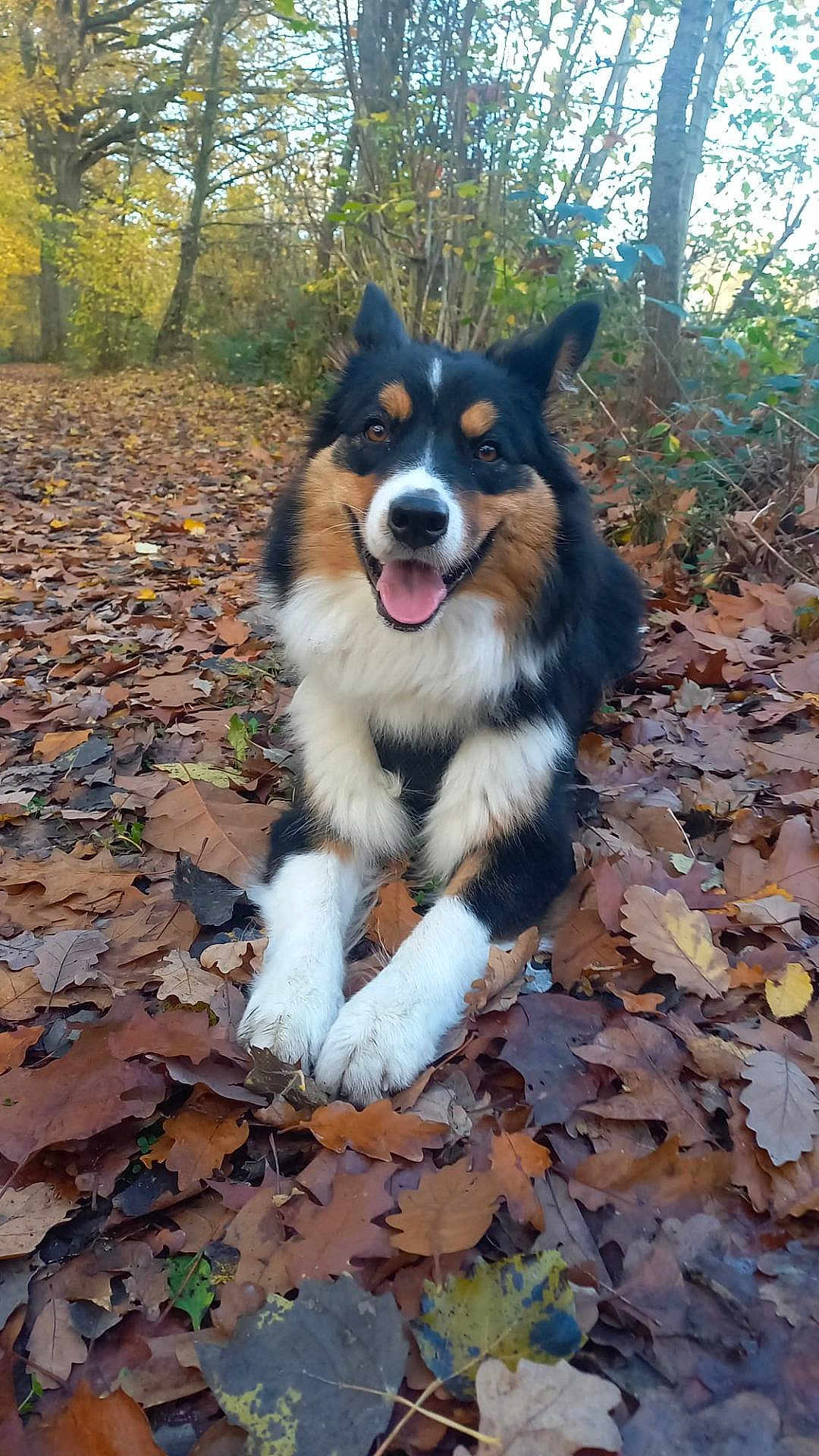 Aya a rejoint le concours — aidez-le/la à gagner de superbes lots ! dog, autumn, leaves, forest, outdoor, nature, tricolor, happy, canine, fur, tongue, trees, smiling, paw, fall, woodland, animal, pet, playful, season