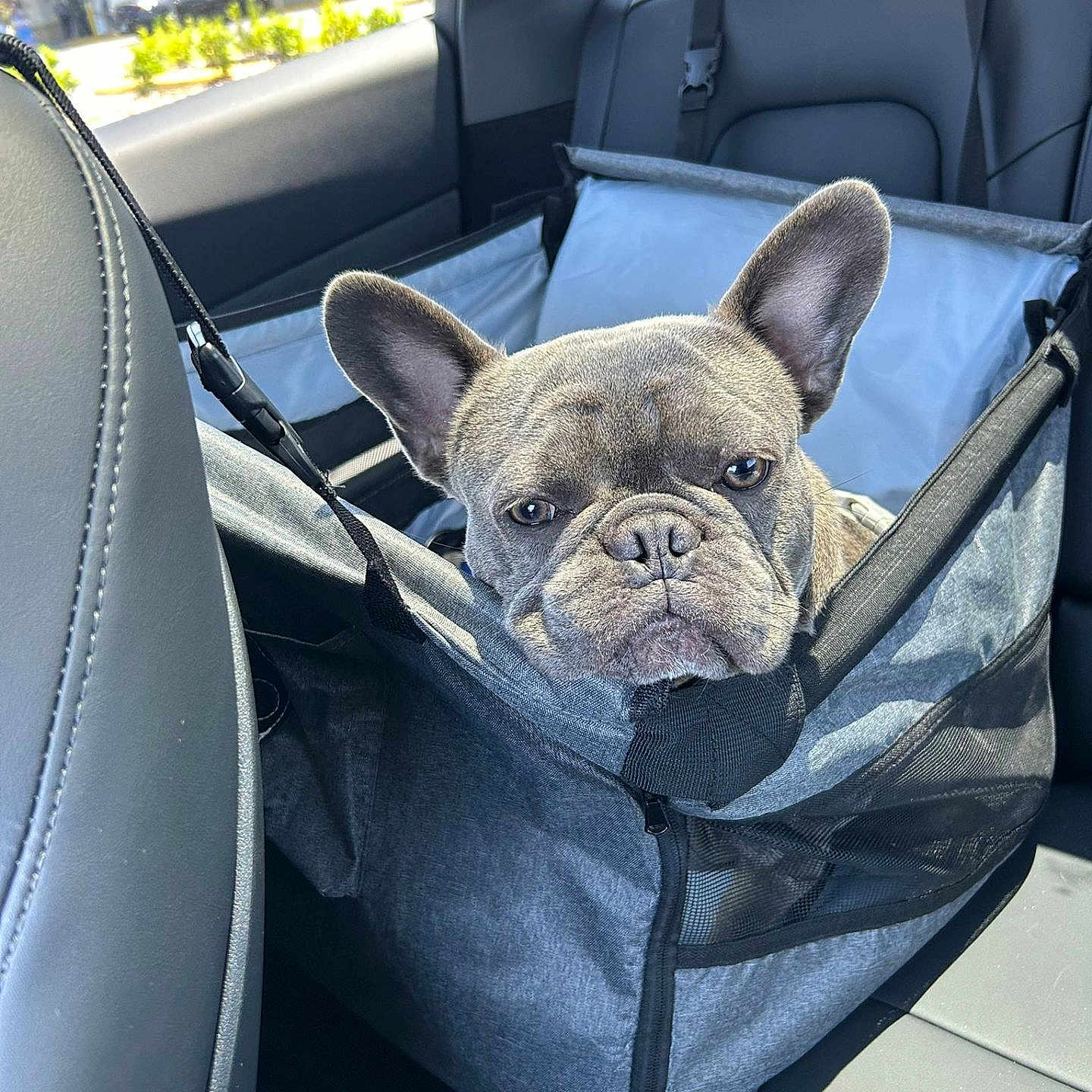 Nene is registered to the contest to win money with this photo: animal, car, closeup, companion, daytime, dog, french_bulldog, gray, hammock, leather_seat, mesh, outdoor, pet, pet_seat, seatbelt, stop_sign, sunlight, transportation, vehicle_interior, window