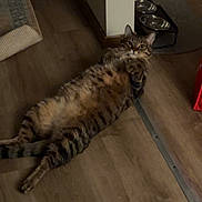 Shiloh is registered to the contest to win money with this photo: cat, tabby, indoor, floor, wooden_floor, pet_bowls, relaxed, lying_down, belly_up, feline, home, animal, cute, domestic_cat, resting, striped, whiskers, ears, tail, curious