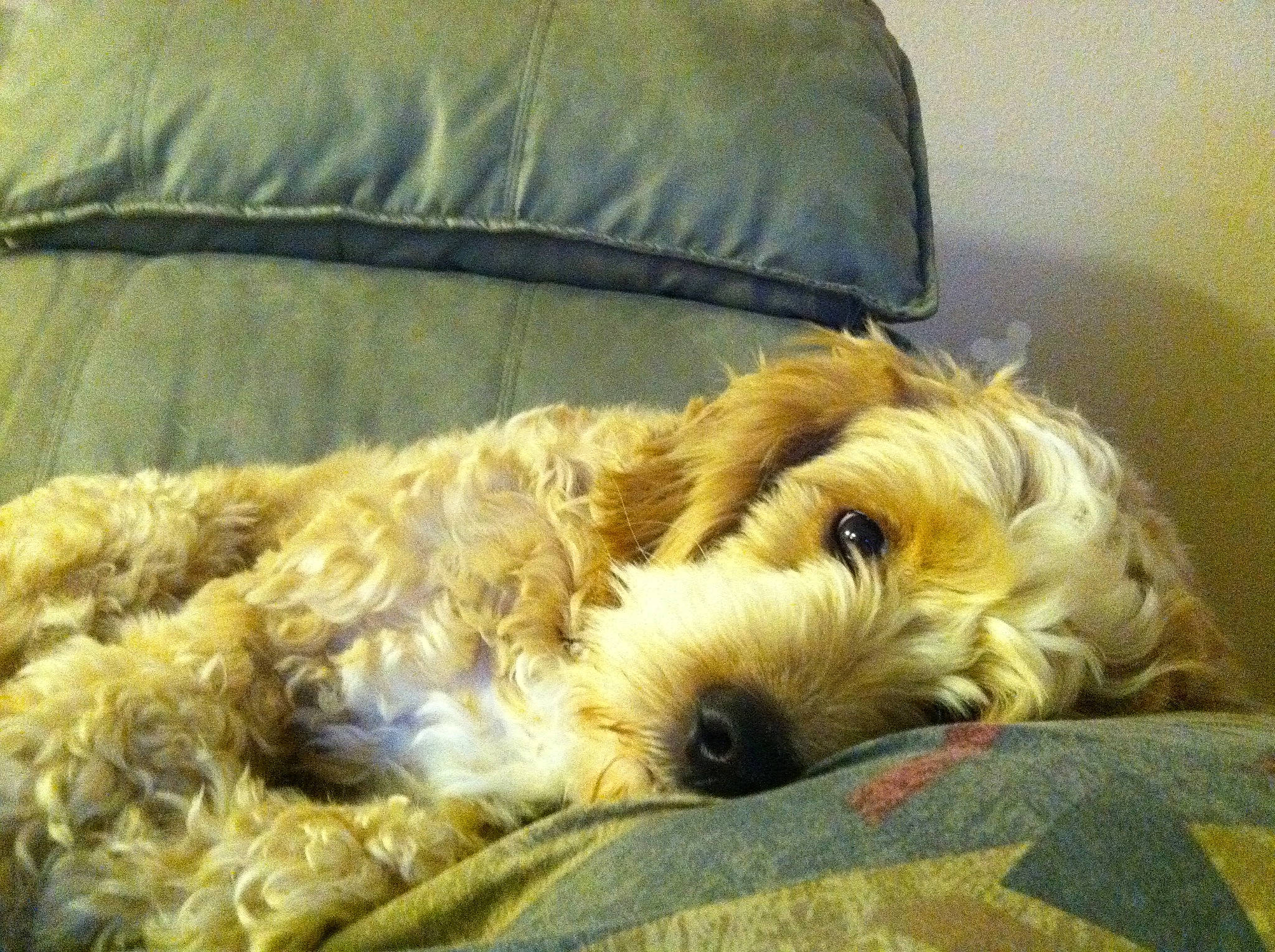 Augi joined the competition — help win amazing prizes! canidae, carnivore, comfort, companion_dog, couch, dog, dog_breed, dog_supply, fur, linens, nap, schnauzer, small_terrier, snout, sporting_group, terrier, toy_dog, working_animal, working_terrier, yorkipoo