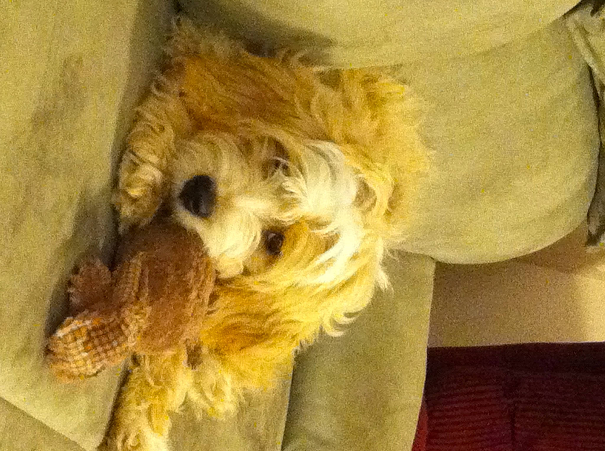 Augi joined the competition — help win amazing prizes! canidae, carnivore, companion_dog, dog, dog_breed, dog_clothes, dog_supply, fawn, fur, labradoodle, maltepoo, puppy_love, shih_poo, small_terrier, snout, sporting_group, terrier, tibetan_spaniel, toy_dog, working_animal