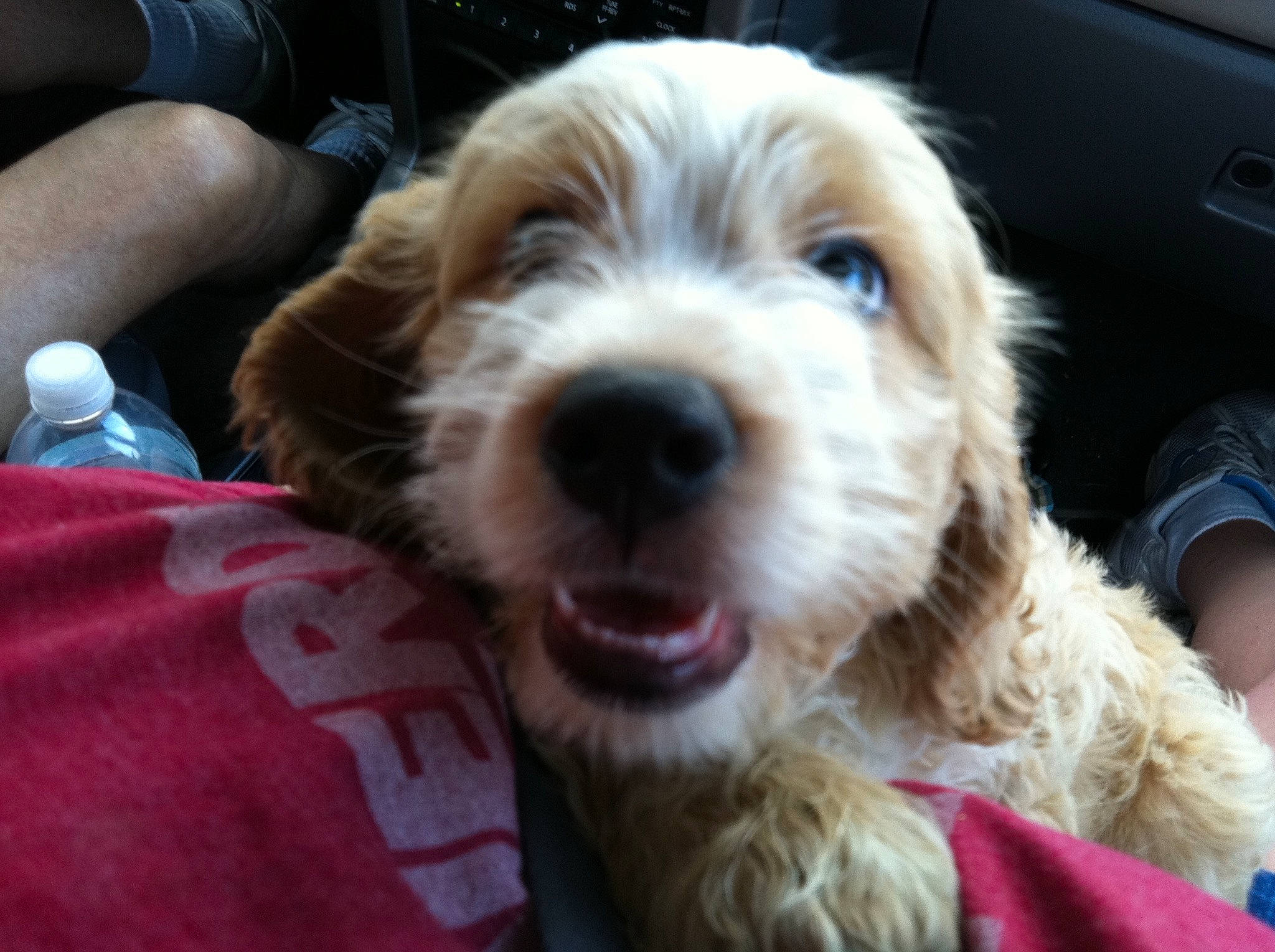 Augi joined the competition — help win amazing prizes! canidae, carnivore, companion_dog, dog, dog_breed, ear, fur, labradoodle, maltepoo, puppy, puppy_love, shih_poo, small_terrier, snout, sporting_group, terrier, toy_dog, water_bottle, whiskers