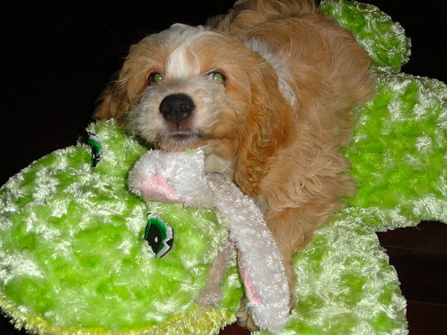 Augi is registered to the contest to win money with this photo: canidae, carnivore, cavalier_king_charles_spaniel, companion_dog, dog, dog_breed, dog_supply, fawn, food, fur, ingredient, pet_supply, snout, spaniel, sporting_group, stuffed_toy, tennis_ball, toy, toy_dog, working_animal