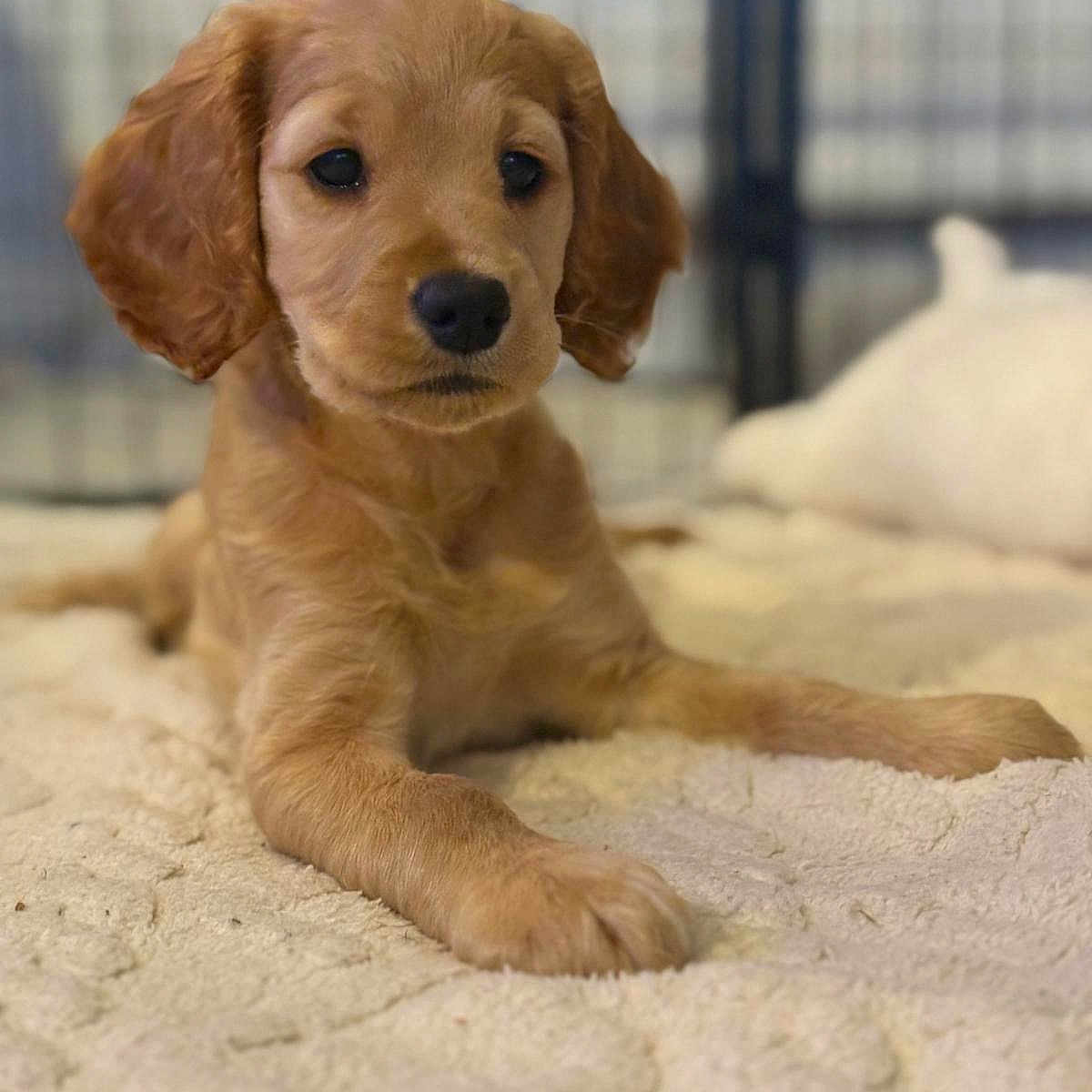 Marni is registered to the contest to win money with this photo: animal, blanket, canine, cockerspaniel, dog, goldenretriever, hound, pet, poodle, puppy, snout