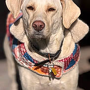 June Bug is registered to the contest to win money with this photo: dog, light_colored_dog, collar, dog_tags, patchwork_jacket, colorful_jacket, fur, portrait, outdoor, sunlight, close_up, pet, animal, canine, squinting_eyes, warm_clothing, winter_wear, cute, domestic_animal, standing