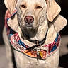 dog, light_colored_dog, collar, dog_tags, patchwork_jacket, colorful_jacket, fur, portrait, outdoor, sunlight, close_up, pet, animal, canine, squinting_eyes, warm_clothing, winter_wear, cute, domestic_animal, standing