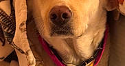 June Bug joined the competition — help win amazing prizes! dog, blanket, scarf, pet, indoor, warm, fur, closeup, portrait, calm, cozy, animal, face, collar, domestic_animal, mammal, cute, resting, soft, comfort