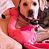 June Bug is registered to the contest to win money with this photo: dog, plush_toy, flamingo, pink, pet, collar, indoor, close_up, relaxed, animal, cute, soft_lighting, stuffed_animal, canine, toy, comfort, pet_accessory, portrait, domestic_animal, fur
