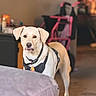 June Bug joined the competition — help win amazing prizes! dog, indoor, light_fur, harness, pet, animal, curious, standing, stroller, furniture, background, cozy, alert, household, domestic, mammal, canine, companion, room, soft_lighting