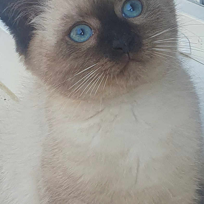 Amury participe au concours pour gagner de l'argent avec cette photo : animal, blue_eyes, cat, closeup, curious, cute, ears, feline, fur, indoor, kitten, ledges, pet, portrait, siamese, sitting, soft, whiskers, window, young