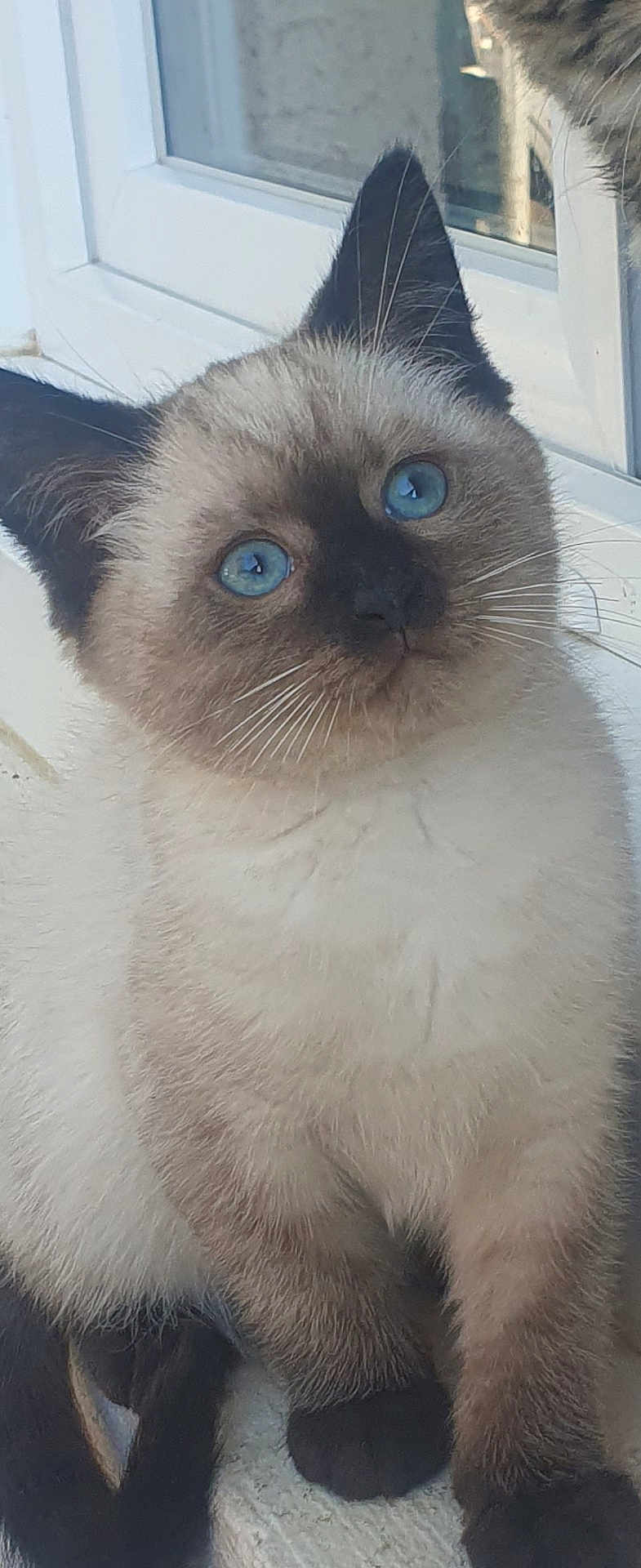 Amury participe au concours pour gagner de l'argent avec cette photo : cat, kitten, siamese, blue_eyes, fur, whiskers, ears, window, ledges, curious, pet, animal, cute, closeup, portrait, feline, indoor, soft, young, sitting