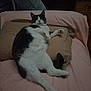 cat, bed, pillow, feline, resting, indoor, sleepy, fur, white, gray, pet, domestic_animal, cozy, relaxed, animal, cute, mammal, whiskers, pink_nose, laying_down