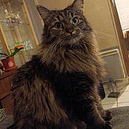 Yumi participe au concours pour gagner de l'argent avec cette photo : cat, tabby, fluffy, indoor, couch, plant, potted_plant, glass_cabinet, home_decor, furniture, pet, animal, whiskers, curious, seated, brown, eyes, fur, cozy, living_room