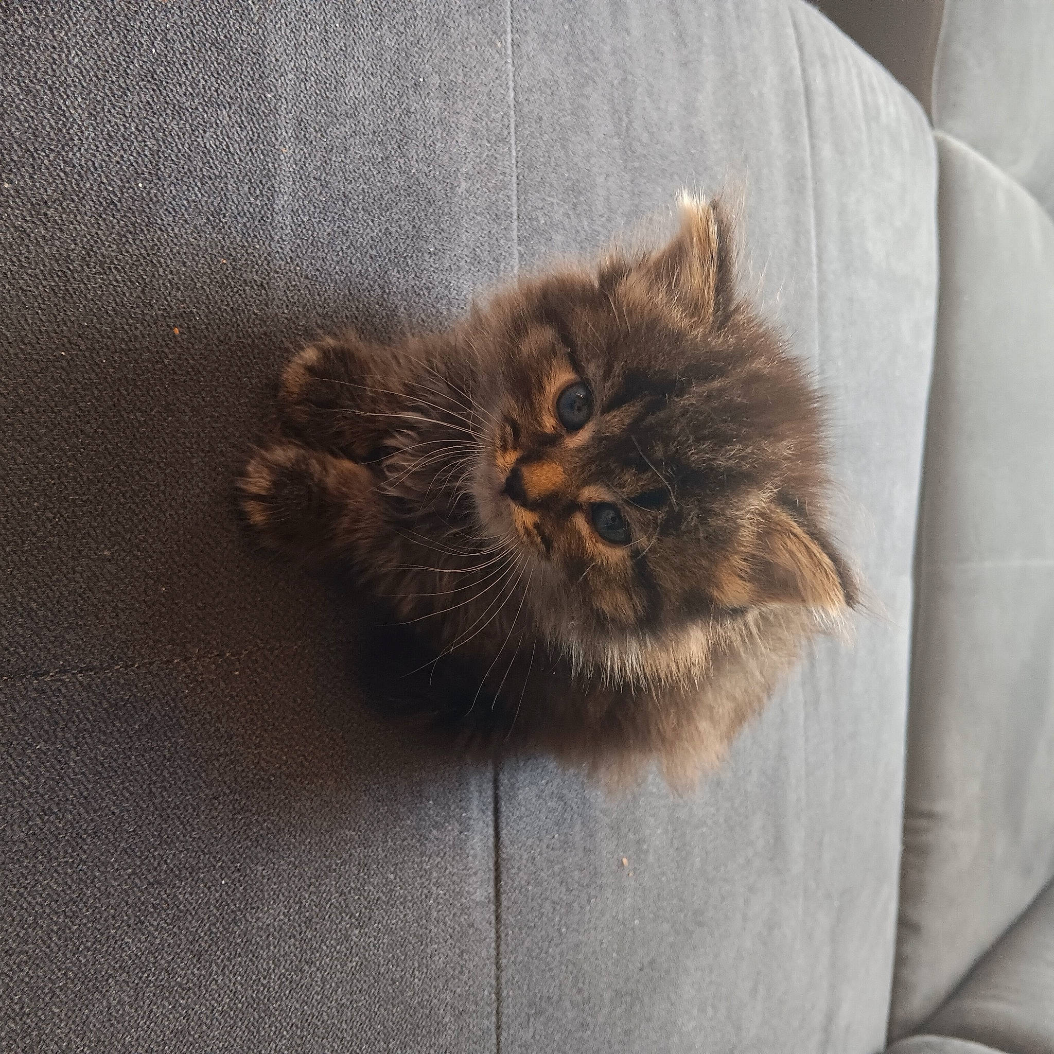 Yumi a rejoint le concours — aidez-le/la à gagner de superbes lots ! british_longhair, carnivore, cat, claw, comfort, fawn, felidae, fur, grey, linens, liver, paw, persian, small_to_medium_sized_cats, snout, tail, terrestrial_animal, whiskers, window, wood