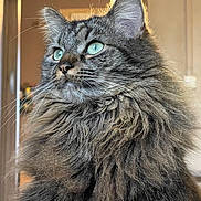 Yumi participe au concours pour gagner de l'argent avec cette photo : cat, long_hair, fluffy, portrait, indoor, green_eyes, whiskers, close_up, feline, pet, domestic_cat, regal, fur, ears, staring, home_interior, clock, soft_light, detailed_texture, majestic