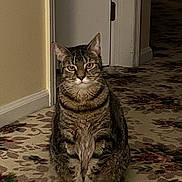 Sasha joined the competition — help win amazing prizes! cat, tabby, pet, animal, indoor, carpet, hallway, sitting, feline, fur, ears, whiskers, eyes, door, wall, floor, house, home, domestic, quiet