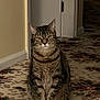 cat, tabby, pet, animal, indoor, carpet, hallway, sitting, feline, fur, ears, whiskers, eyes, door, wall, floor, house, home, domestic, quiet