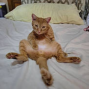 Biscuit joined the competition — help win amazing prizes! animal, bed, cat, cozy, curtains, cute, domestic, feline, fur, ginger_cat, home, indoor, looking_at_camera, pet, pillow, relaxed, resting, sleepy, soft, whiskers