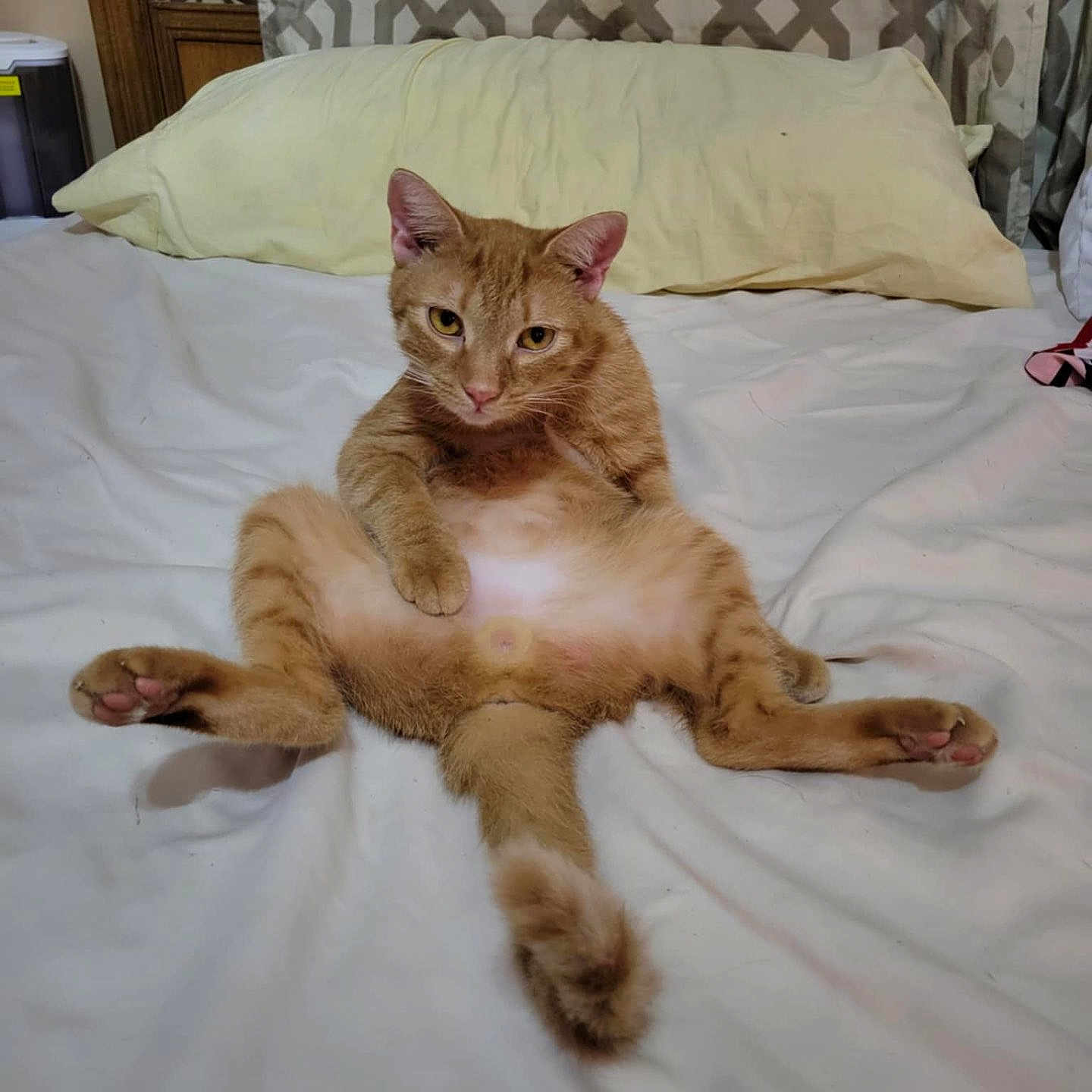 Biscuit