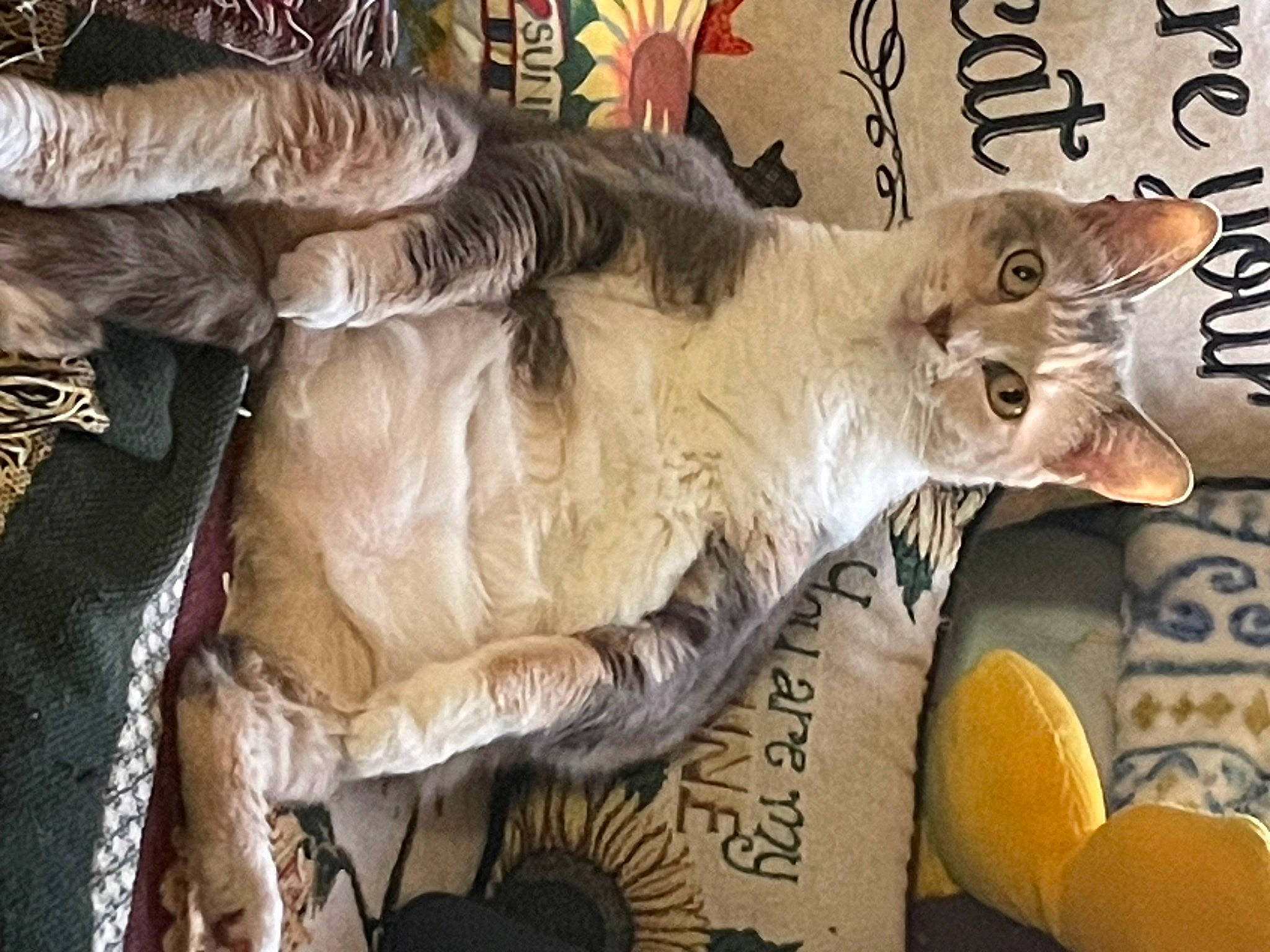 Patches joined the competition — help win amazing prizes! carnivore, cat, cat_supply, claw, comfort, domestic_short_haired_cat, fang, fawn, felidae, fur, paw, photo_caption, small_to_medium_sized_cats, tail, whiskers