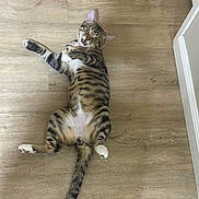 Seth joined the competition — help win amazing prizes! cat, tabby, pet, animal, feline, striped_fur, lying_down, belly_up, white_belly, paws, tail, open_mouth, wide_eyes, playful, funny, indoor, wooden_floor, home, doorway, photography