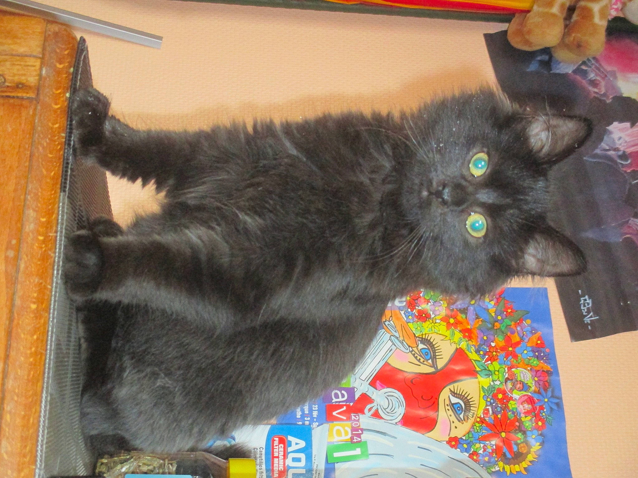 Duchesse a rejoint le concours — aidez-le/la à gagner de superbes lots ! black_cat, bombay, canidae, carnivore, cat, cat_toy, chartreux, claw, dog_breed, domestic_short_haired_cat, felidae, fur, korat, paw, small_to_medium_sized_cats, tail, whiskers