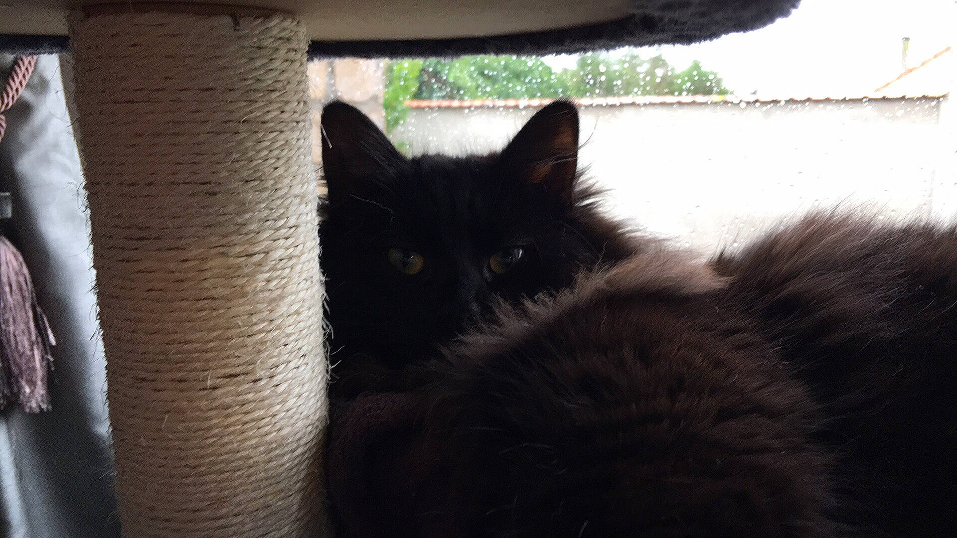 Duchesse a rejoint le concours — aidez-le/la à gagner de superbes lots ! black_cat, carnivore, cat, darkness, domestic_short_haired_cat, felidae, fur, grass, hardwood, shade, shadow, small_to_medium_sized_cats, snout, tail, tints_and_shades, tree, trunk, whiskers, window, wood