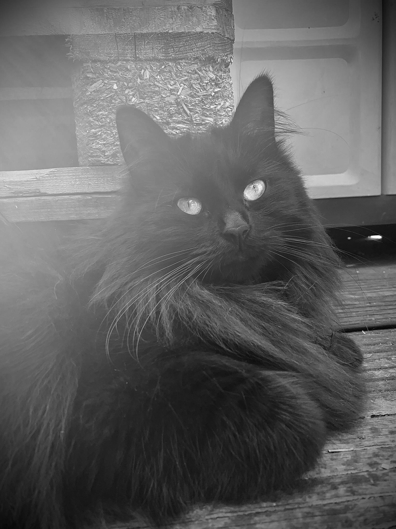 Duchesse a rejoint le concours — aidez-le/la à gagner de superbes lots ! black_and_white, black_cat, carnivore, cat, domestic_short_haired_cat, eye, felidae, fur, grey, iris, monochrome, monochrome_photography, small_to_medium_sized_cats, snout, style, tail, tints_and_shades, whiskers, window, wood