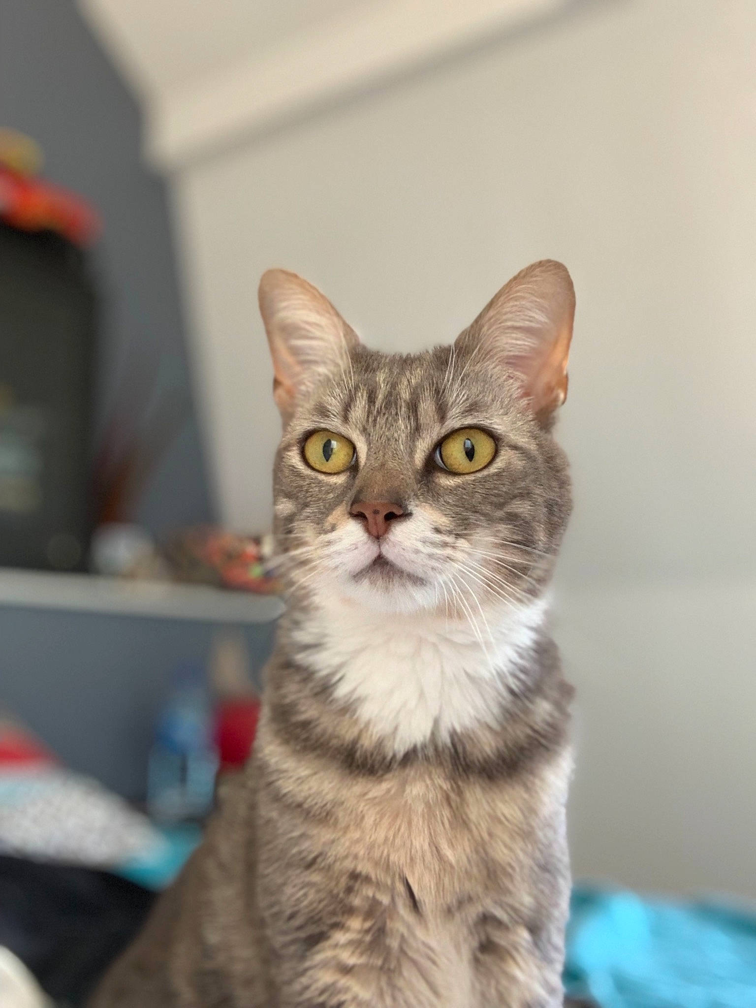 Kovou a rejoint le concours — aidez-le/la à gagner de superbes lots ! carnivore, cat, domestic_short_haired_cat, felidae, fur, iris, paw, small_to_medium_sized_cats, snout, tail, terrestrial_animal, whiskers, wildlife, window