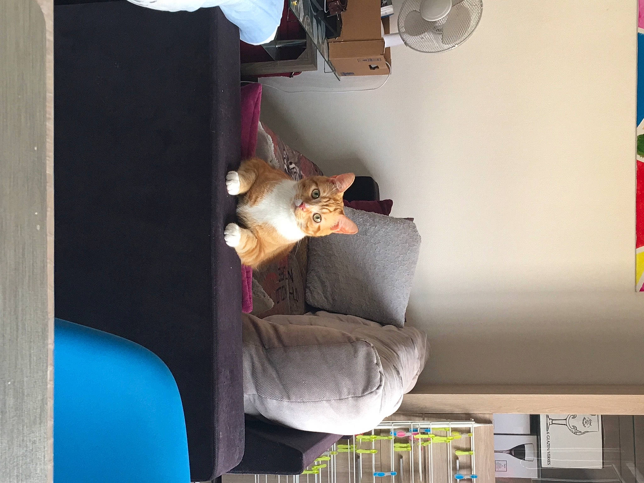 Berlioz a rejoint le concours — aidez-le/la à gagner de superbes lots ! bookcase, comfort, couch, flag, font, house, interior_design, lamp, linens, living_room, publication, rectangle, room, shelf, shelving, stuffed_toy, teddy_bear, toy, visual_arts, wood