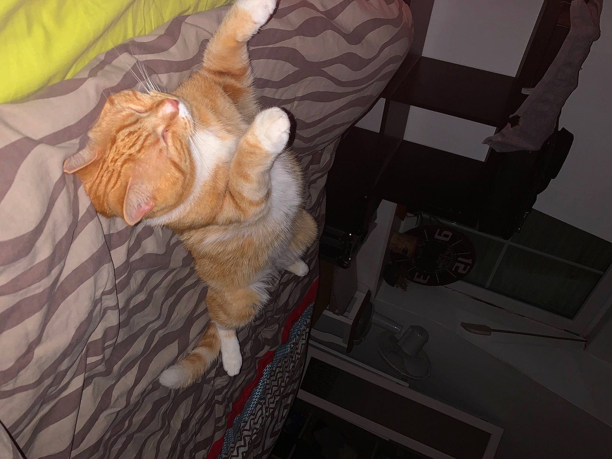 Berlioz participe au concours pour gagner de l'argent avec cette photo : bengal_tiger, big_cats, carnivore, cat, chair, comfort, companion_dog, couch, dog_breed, fawn, felidae, fur, human_leg, lap, small_to_medium_sized_cats, snout, sporting_group, tail, tiger, whiskers