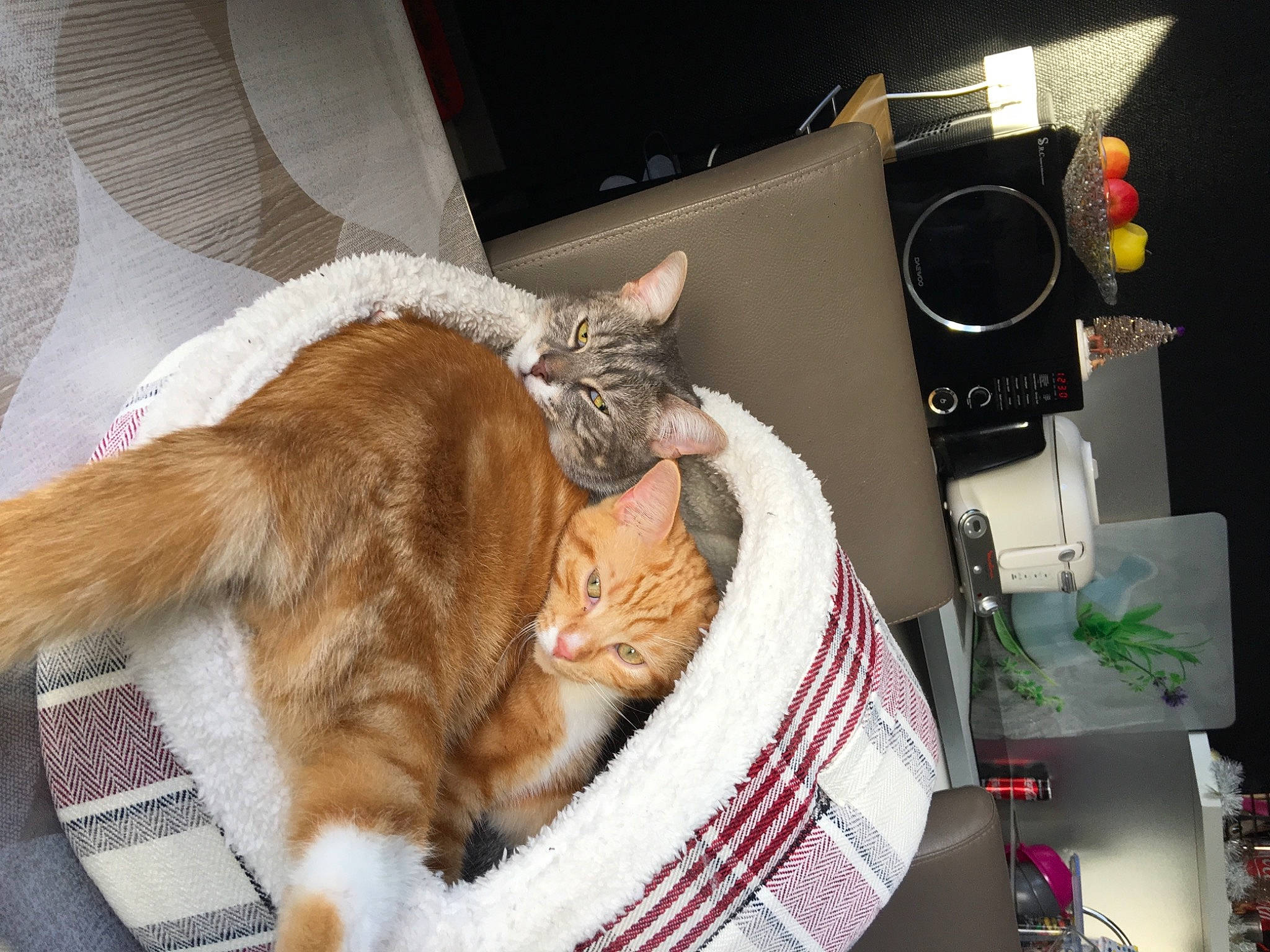 Berlioz participe au concours pour gagner de l'argent avec cette photo : audio_equipment, box, carnivore, cat, claw, comfort, computer_keyboard, couch, domestic_short_haired_cat, fawn, felidae, fur, lap, linens, paw, room, sitting, small_to_medium_sized_cats, tail, whiskers