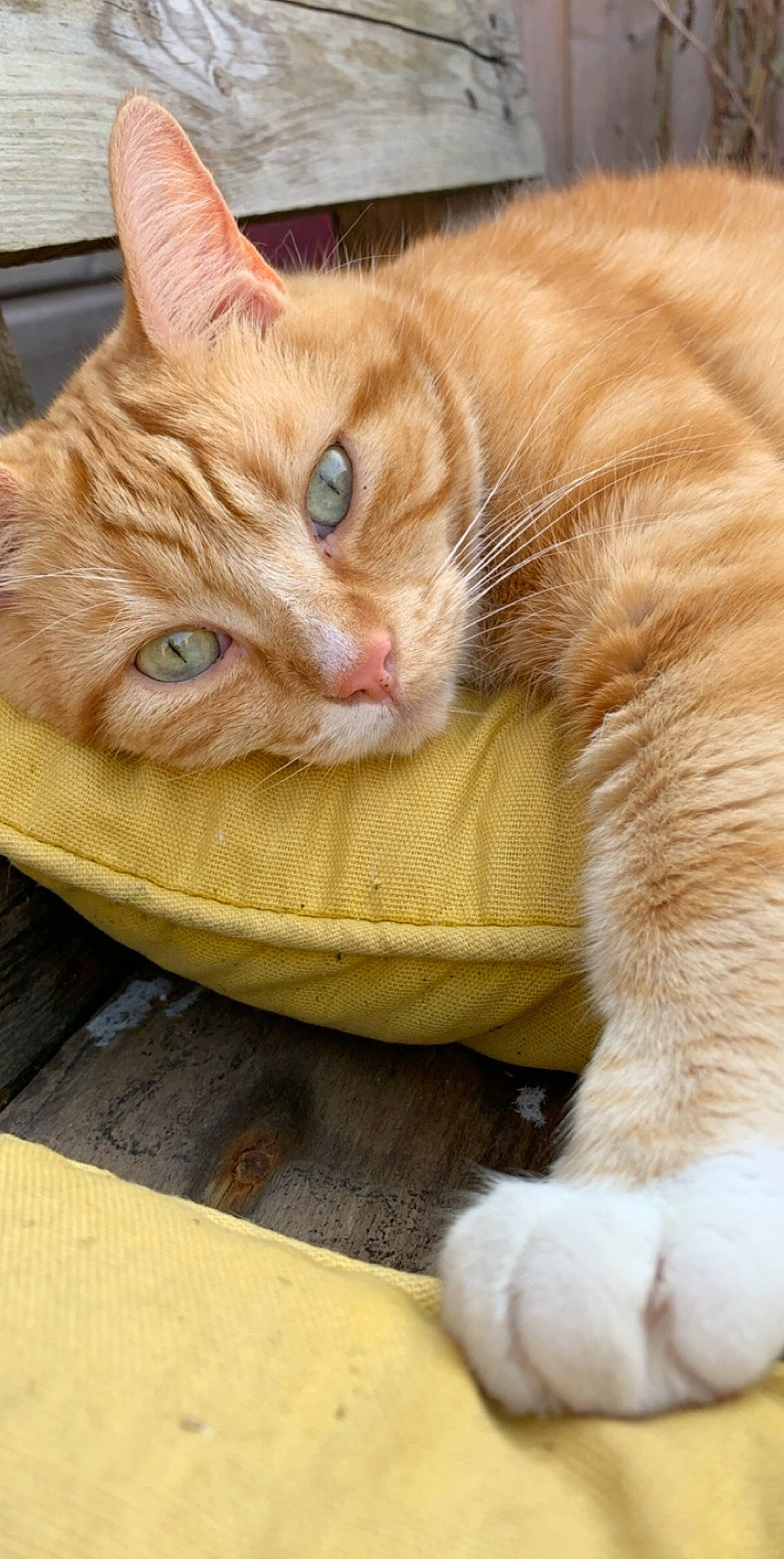 Berlioz participe au concours pour gagner de l'argent avec cette photo : carnivore, cat, cat_supply, claw, close_up, comfort, domestic_short_haired_cat, ear, fawn, felidae, flooring, fur, hardwood, paw, pet_supply, small_to_medium_sized_cats, tail, whiskers, wood, wrinkle