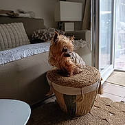 Ethis participe au concours pour gagner de l'argent avec cette photo : basket, blanket, brown, carpet, cozy, curtains, cushion, dog, door, furniture, indoor, living_room, natural_light, pet, small_dog, sofa, stool, tan, window, woven