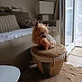 basket, blanket, brown, carpet, cozy, curtains, cushion, dog, door, furniture, indoor, living_room, natural_light, pet, small_dog, sofa, stool, tan, window, woven