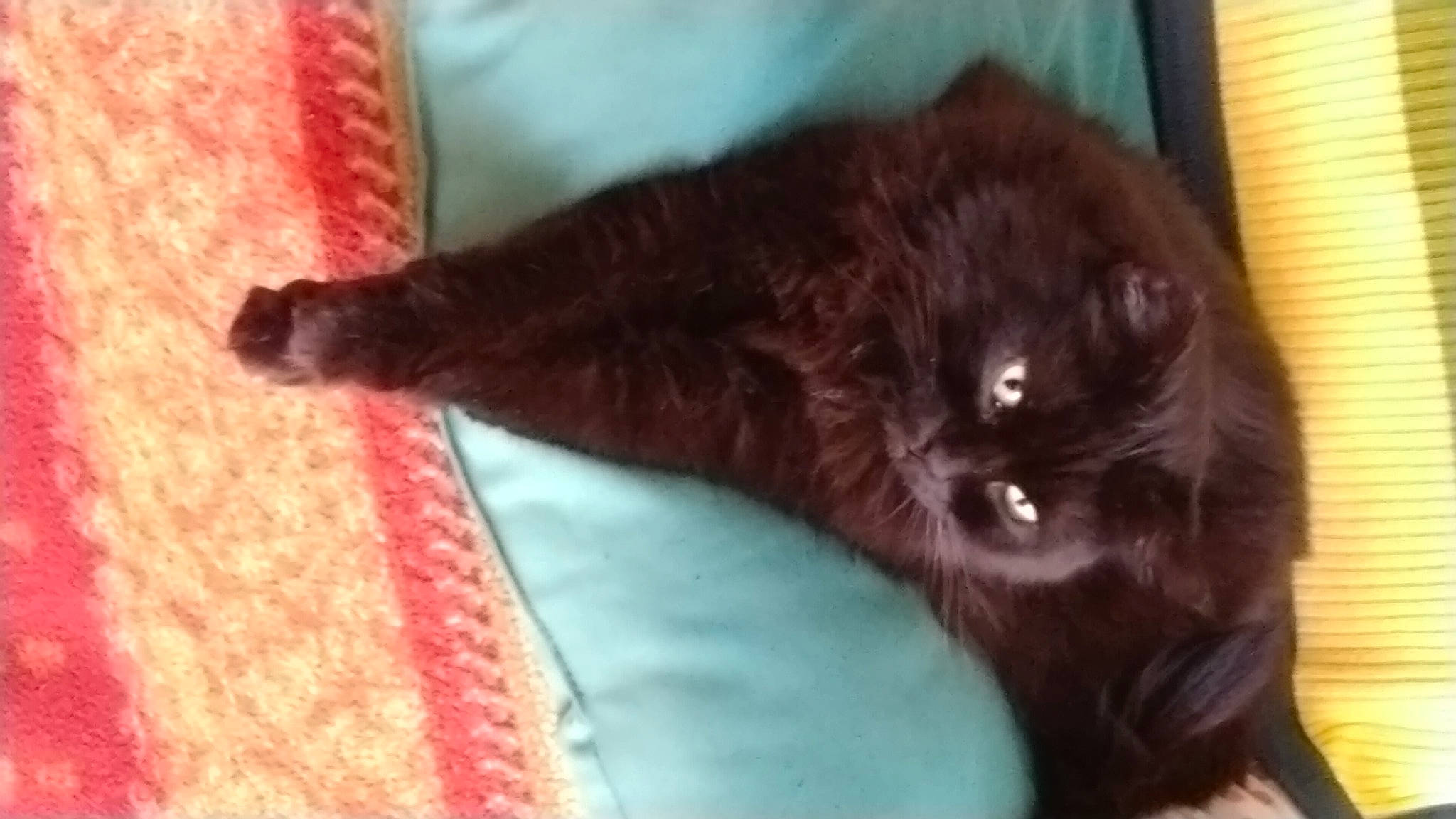 Shadow participe au concours pour gagner de l'argent avec cette photo : black_cat, bombay, carnivore, cat, claw, comfort, domestic_short_haired_cat, felidae, fur, liver, pattern, small_to_medium_sized_cats, tail, terrestrial_animal, whiskers, wood