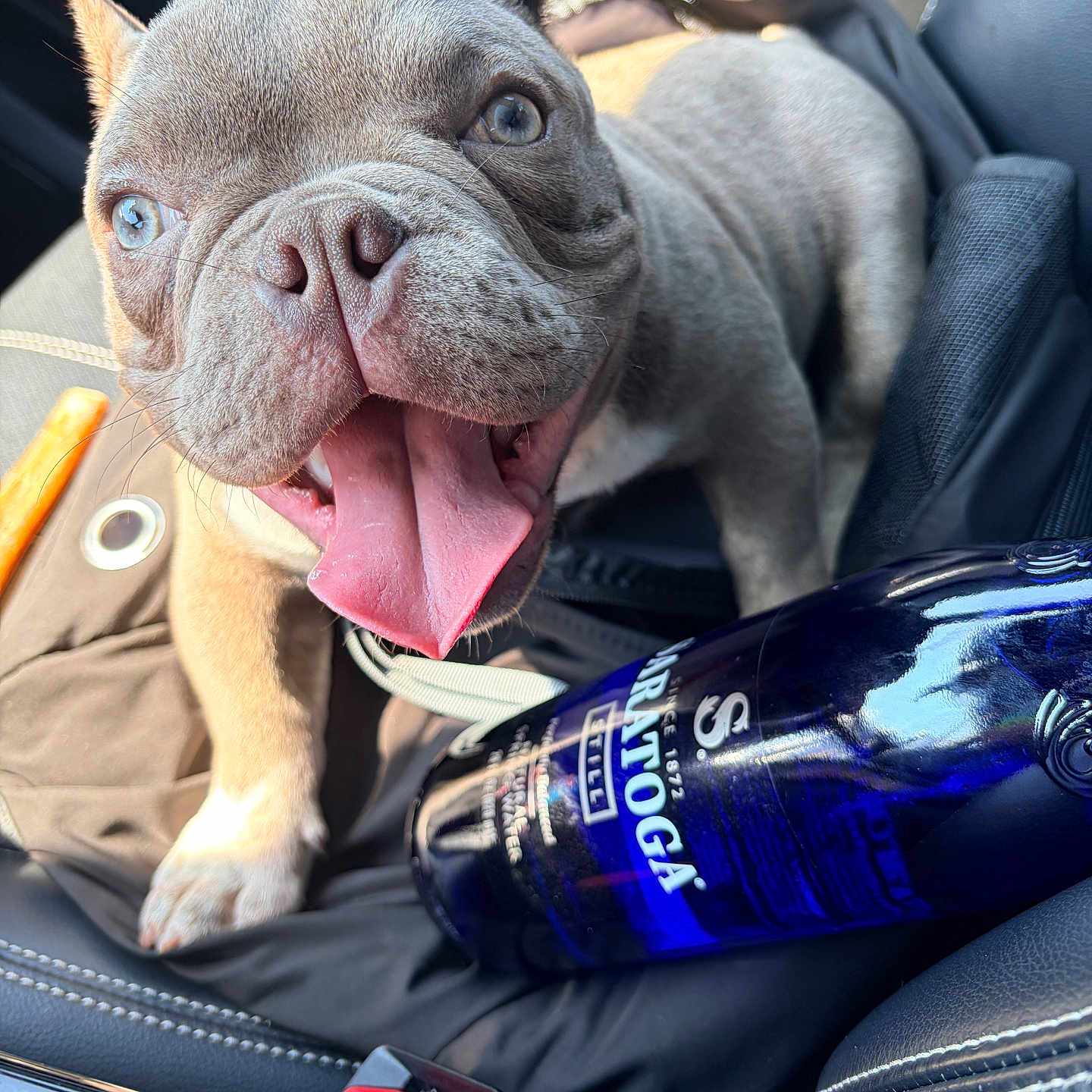 Henny joined the competition — help win amazing prizes! dog, puppy, french_bulldog, blue_eyes, tongue_out, car_interior, car_seat, sunlight, bottle, blue_bottle, happy, pet, animal, close_up, smiling, seatbelt_buckle, fabric, leather, cute, portrait