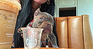 Henny is registered to the contest to win money with this photo: woman, dog, puppy, bulldog, coffee, starbucks, cup, table, glasses, earrings, leash, indoor, furniture, chair, beverage, casual, portrait, brown, black_hair, close_up