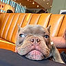 Henny is registered to the contest to win money with this photo: dog, french_bulldog, pet, close_up, indoor, leather_booth, brown, cute, resting, lap, canine, animal, face, snout, ears, eyes, person, arm, cafe, soft_lighting