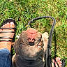 Henny is registered to the contest to win money with this photo: dog, pet, grass, outdoor, leash, feet, sandals, jeans, paw, sunlight, daylight, animal, canine, closeup, playful, curious, nose, tongue, human, footwear