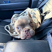 Henny is registered to the contest to win money with this photo: french_bulldog, puppy, dog, heterochromia, backpack, car_interior, car_seat, black_leather, cute, pet, animal, close_up, portrait, looking_at_camera, seatbelt, sunlight, ears, snout, nose, whiskers