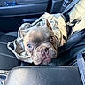 french_bulldog, puppy, dog, heterochromia, backpack, car_interior, car_seat, black_leather, cute, pet, animal, close_up, portrait, looking_at_camera, seatbelt, sunlight, ears, snout, nose, whiskers